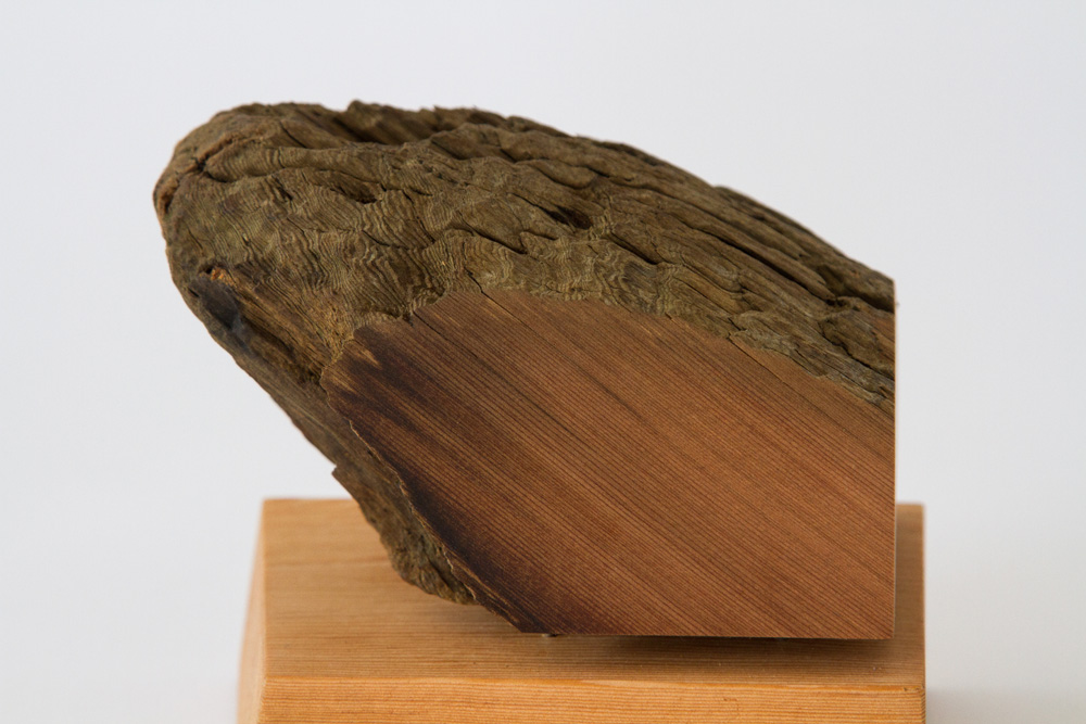 Peace Toad by Andy McConnell, image 2